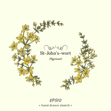 Wreath of Hypericum or St. John&rsquo;s wort