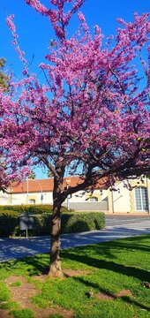 A tree blooming with pink flowers. A cercis tree blooming with pink flowers. Cherry blossoms in bloom. Spring bloom.

