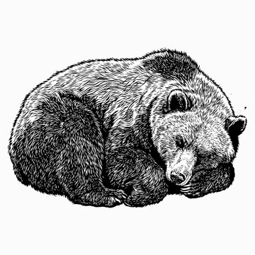 hand drawn illustration of a sleeping bear vector