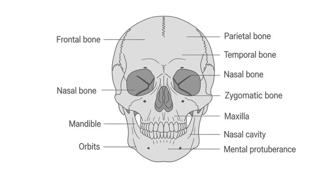 Human Skull Anatomy Medical Diagram.