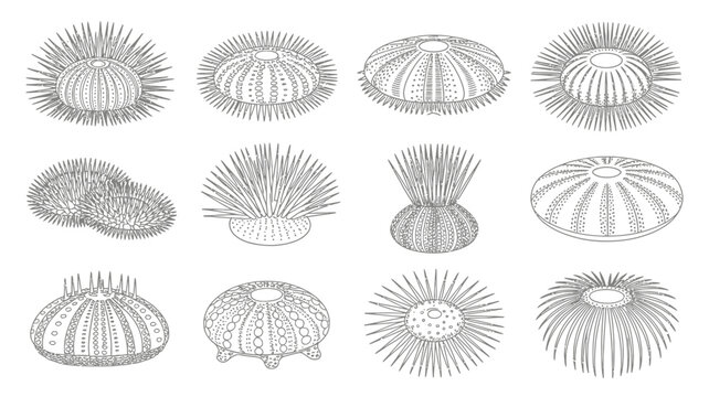 A vintage illustration depicts various sea urchin species showcasing their diverse spines and shell patterns in black and white high quality professional detailed modern elegant stylish