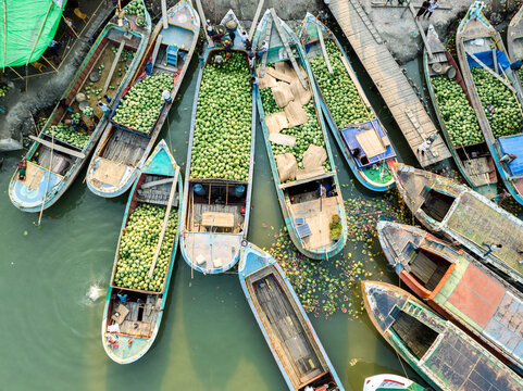 Aerial view of boats laden with watermelons create a vibrant mosaic on the river's surface, contrasting with the earthy tones of the vessels and the surrounding greenery, Barishal, Bangladesh.