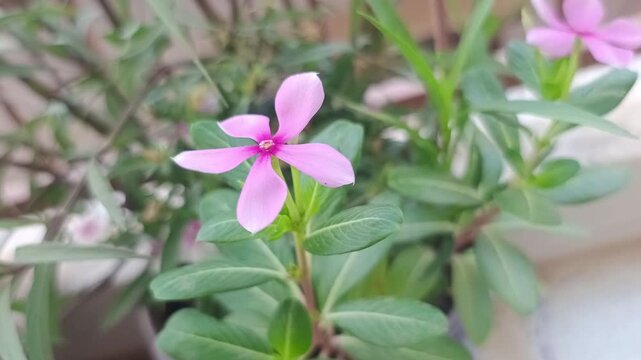 Purple Vinca Rosea Flower in Pot - Periwinkle Plant with Green Leaves