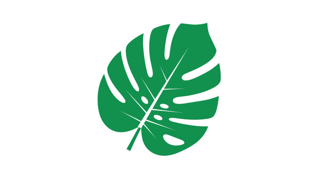 Green Tropical Monstera Leaf Closeup.