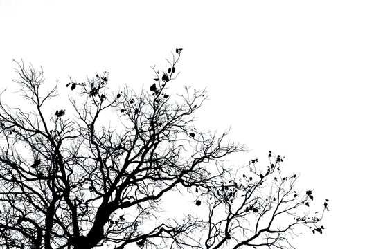 Silhouette of dead tree branches isolated on white background, black leafless twigs creating natural texture. Minimal design, spooky atmosphere, nature decay and abstract botanical graphic backdrop.