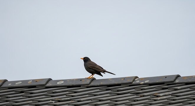 Bird perched on a rooftop against a cloudy sky.