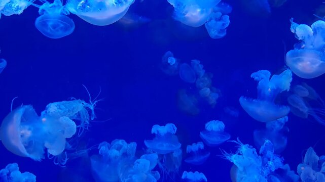 Australian spotted jellyfish (Phyllorhiza punctata) swimming in a deep blue water