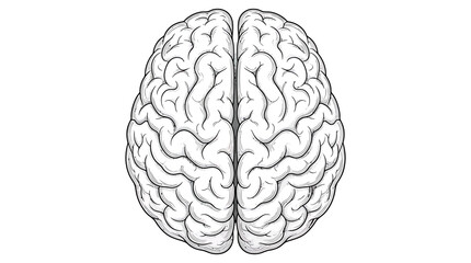 Fototapeta premium An illustration of a human brain with detailed folds and crevices on its surface