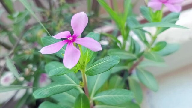 Purple Vinca Rosea Flower in Pot - Periwinkle Plant with Green Leaves
