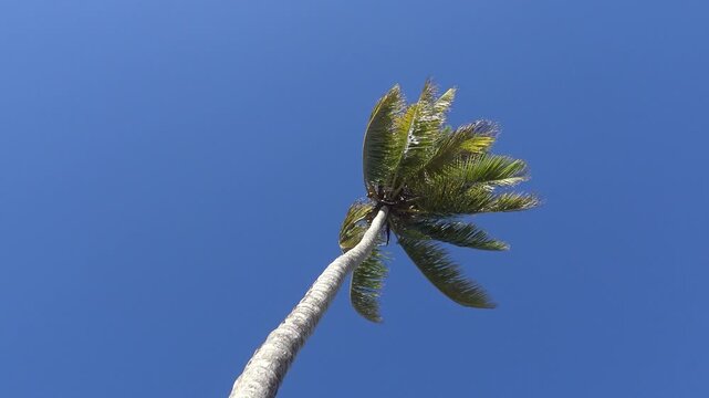 Einzelne Kokospalme vor strahlend blauem Himmel