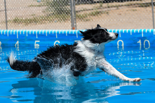 Border collie right as he is landing in a swimming pool