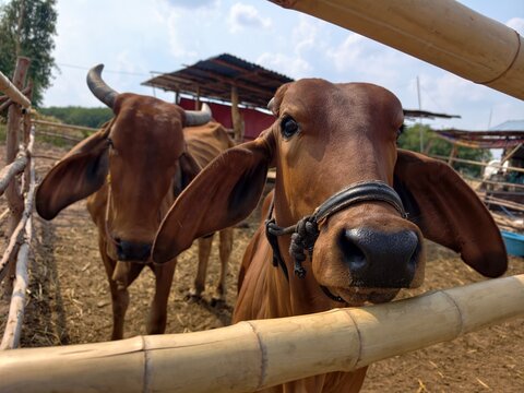 The cows are in the barn.