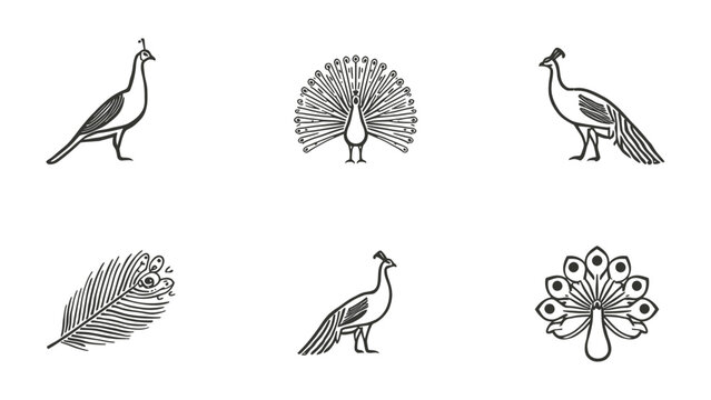 Peacock Illustrations: An artistic collection of peacock illustrations, showcasing the elegance of the peacock through various poses.