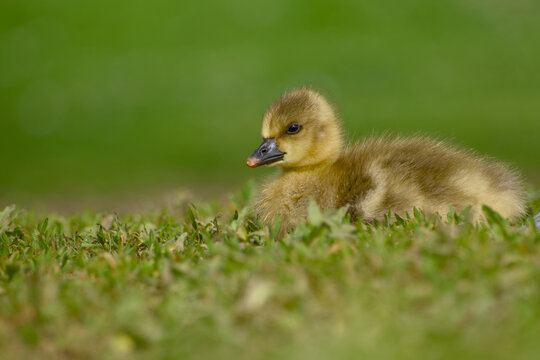 Greylag goose gosling resting on grass with green background