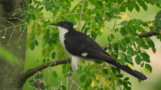 Jacobin cuckoo--Jacobin cuckoo eating insect

