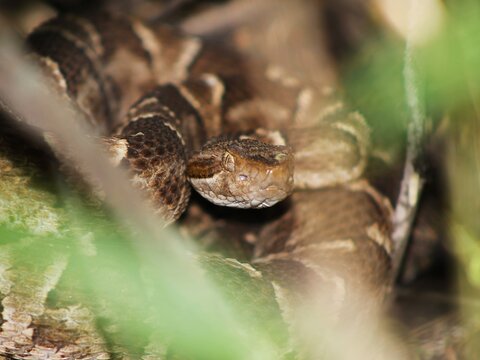 Small lancehead pit viper Bothrops diporus close-up portrait coiled in Valle Fertil San Juan Argentina