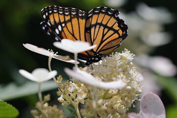 Magnifique papillon le Vice-roi qui butine des fleurs, vue de côté © NebulaPhotographies