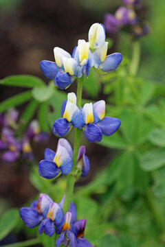 Pearl lupin flower spike in close up