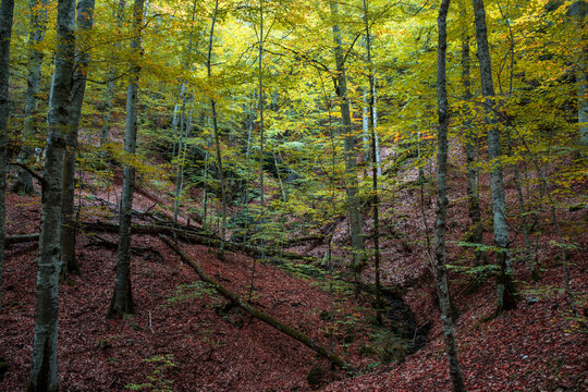 autumn trees on the lake at yedigoller, bolu