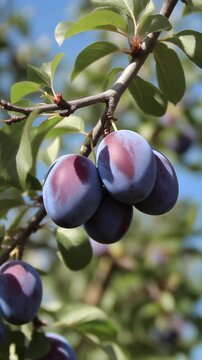 Pflaumen am Baum 