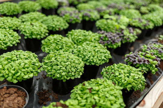 Young basil microgreens growing in a greenhouse