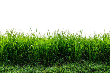 Obraz premium Green grass isolated on transparent background