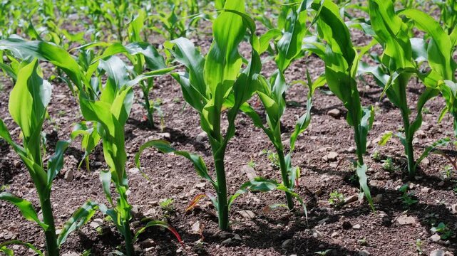 Fresh Green Plants Emerging Smoothly, Smallscale Sustainable Farming Showcases Hopeful Green Sprouts During Planting Season