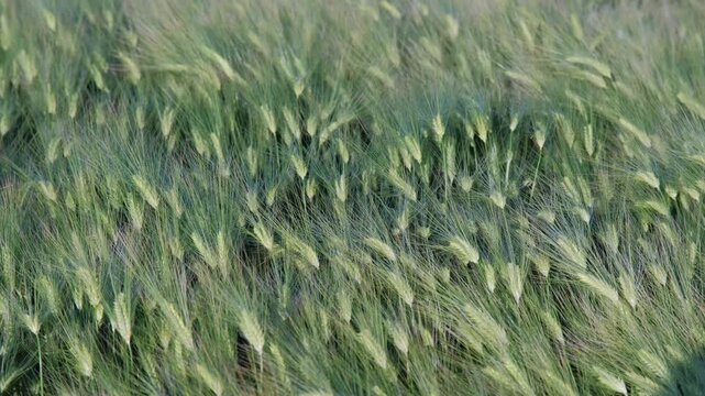 Impressionistic landscape captures harvest excitement, Autumn winds animate fields of ripening barley with energy