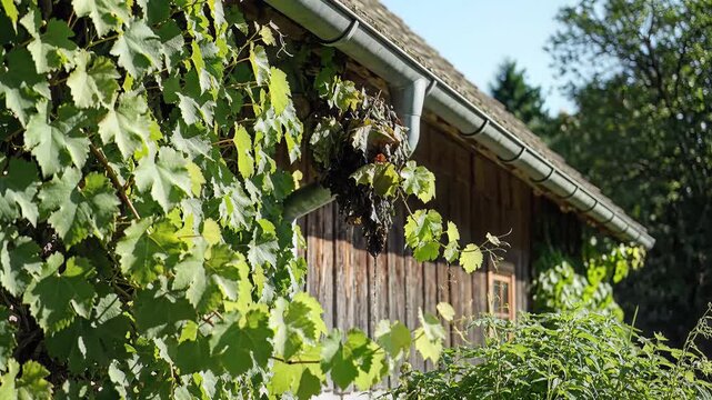 Rustic Wooden Shed Covered in Lush Green Grape Vines in Sunlight.