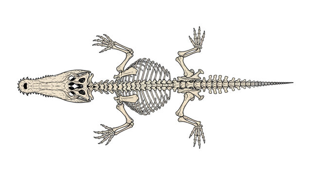 An illustration depicts a skeleton of a lizard-like creature lying on its back with legs outstretched.