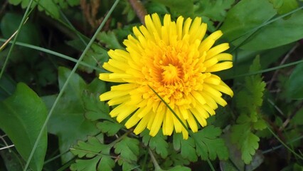 A common dandelion emerges from green vegetation © Steve