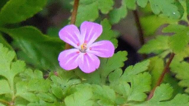 A herb robert flower surrounded by green vegetation