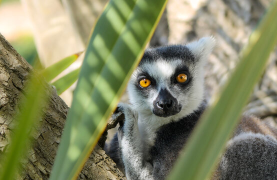 Cache cache avec le lemur catta