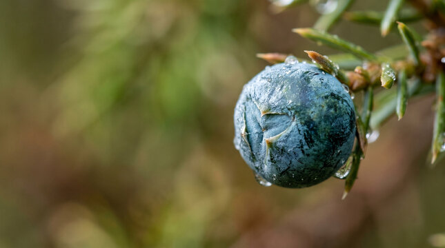 Close up of an intriguing blue juniper berry beside droplets on a green branch