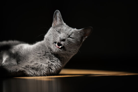 Russian Blue Cat with funny face Lying on Floor on Sunny spot