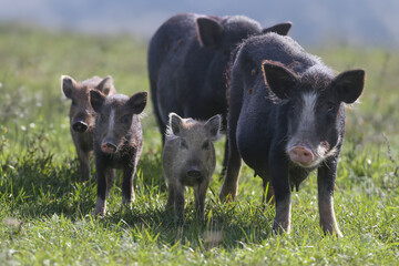 Two adult domestic pigs and three piglets of an unknown breed resting together in a pen. © VOLODYMYR KUCHERENKO