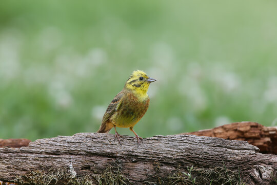 Adult male Yellowhammer (Emberiza citrinella) perched on an old log against a soft blurred background.