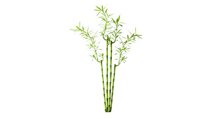Obraz premium Fresh Green Lucky Bamboo Stalks with Vibrant Leaves Isolated on White Background for Decoration and Zen Concept