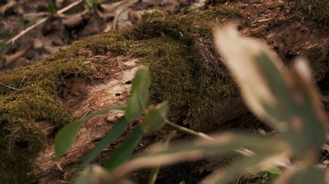 落ち葉の上に横たわる苔の生えた倒木