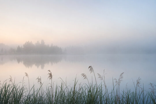 Foggy lake reeds in early morning with soft open water and copy space