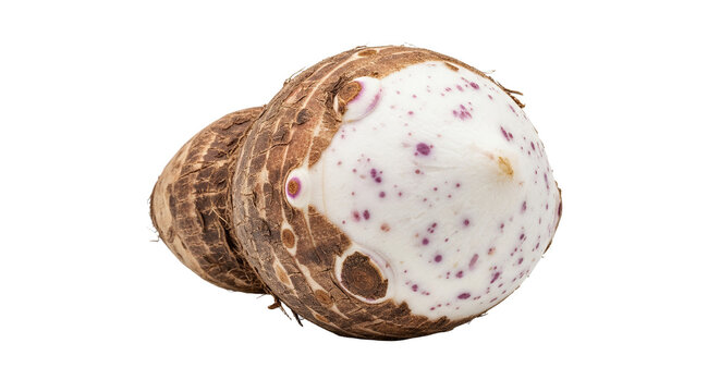 Fresh Raw Taro Root Vegetable with Peeled Tip Showing White Interior with Purple Dots Isolated on White Background