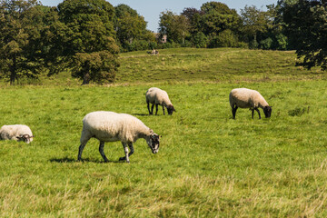 Fototapeta premium Sheep Grazing at the Ancient Avebury Stone Circle Neolithic Landmark in England 