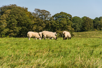 Obraz premium Sheep Grazing at the Ancient Avebury Stone Circle Neolithic Landmark in England 