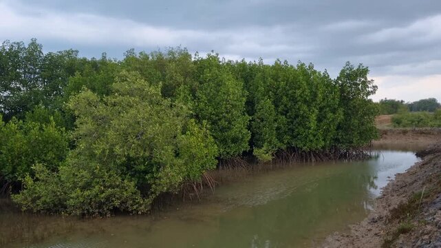View of Mangrove Trees in Coastal Forest with Visible Prop Roots on Muddy Ground