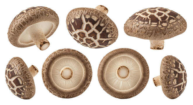 Set of Fresh Shiitake Mushrooms Isolated on White Background, Edible Brown Fungi Collection from Various Angles for Culinary Design