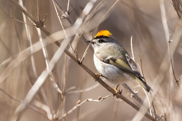 Fototapeta premium golden-crowned kinglet (Regulus satrapa) in spring
