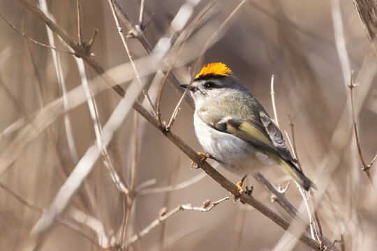 golden-crowned kinglet (Regulus satrapa) in spring