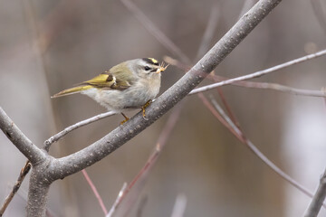 Obraz premium golden-crowned kinglet (Regulus satrapa) feeding with spiders 