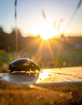 Shiny beetle