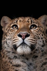 Fototapeta premium Majestic Feline Stare. Intense Leopard Gaze Captured Beautifully. Closeup Of Wild Cat With Penetrating Eyes